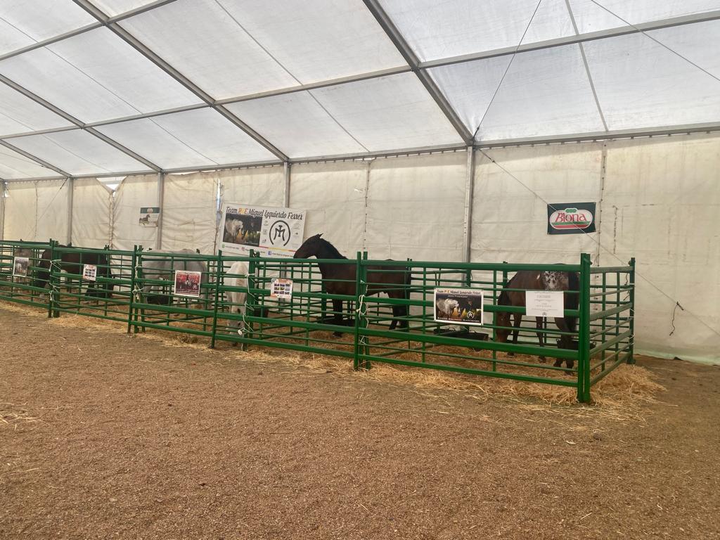 Feria de la Cuerda_ (7).jpg