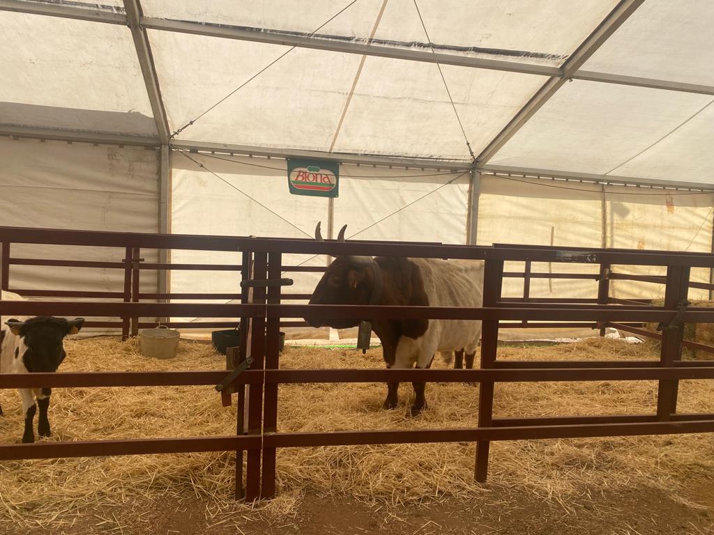 Feria de la Cuerda_ (8).jpg