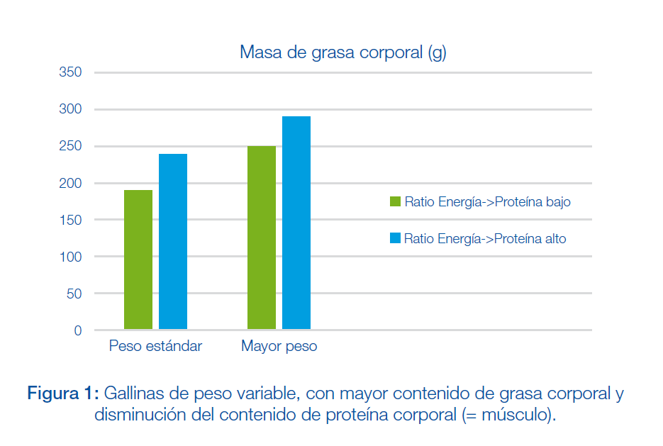 Gallinas de peso variable, figura 1.png