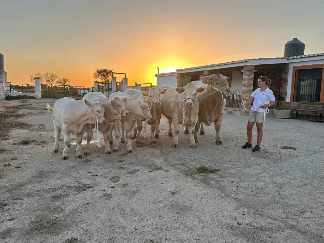 Ganadería Selecta de Limousin y Charolais testimonial